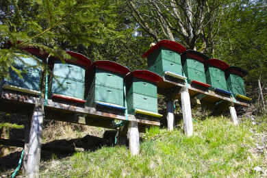 Hauseigene Imkerei, Haus Hollinger, Ferienwohnungen in Eben im Pongau, Salzburger Land